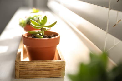 Photo of Beautiful echeveria on windowsill indoors. Succulent plant