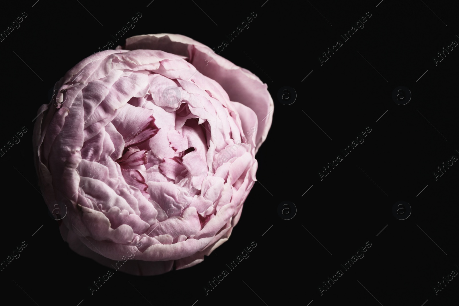 Photo of Beautiful fresh peony on black background, space for text. Floral card design with dark vintage effect