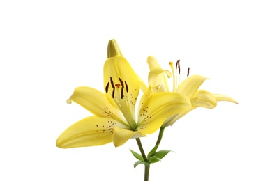 Beautiful blooming lily flowers on white background