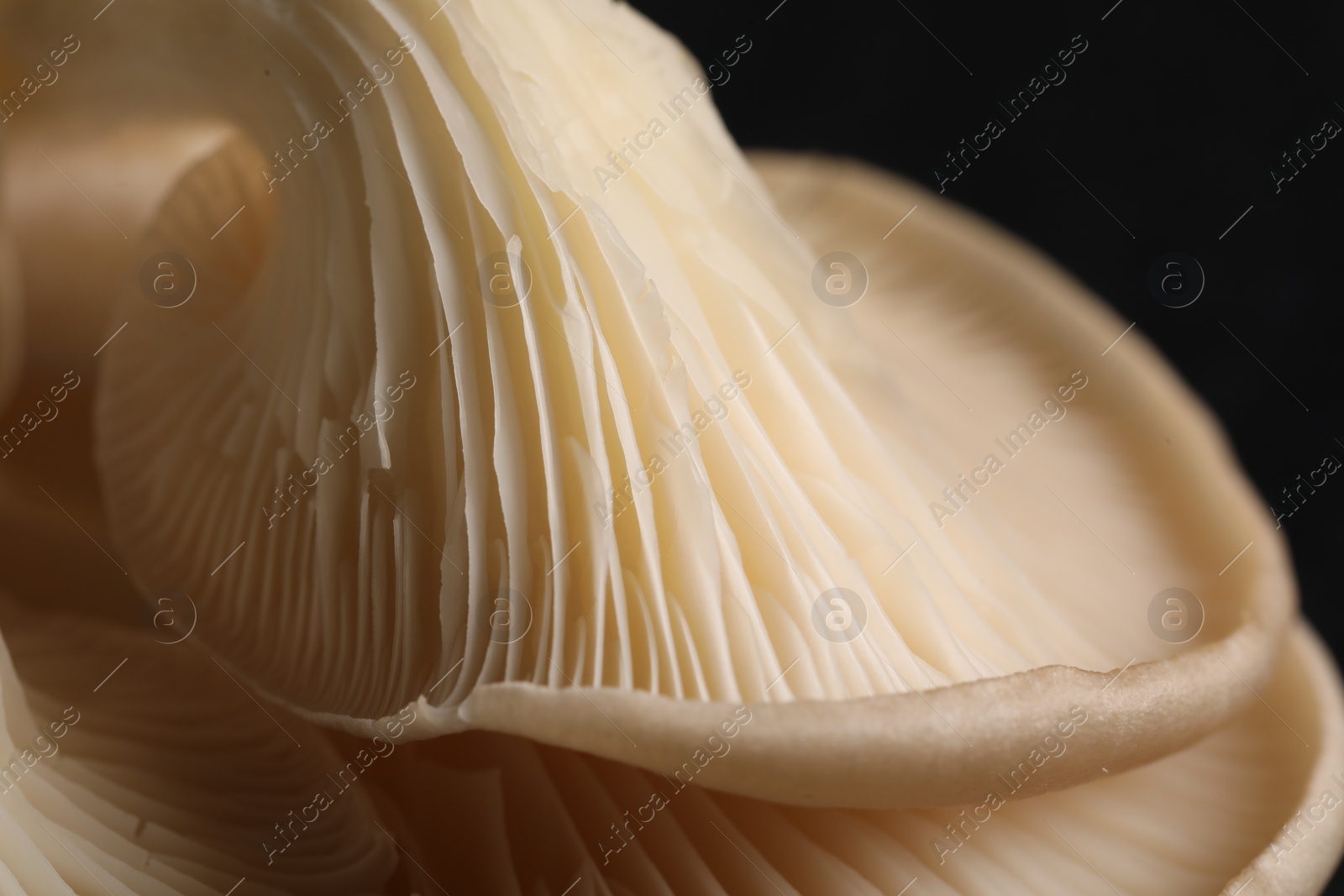 Photo of Fresh oyster mushrooms on black background, macro view