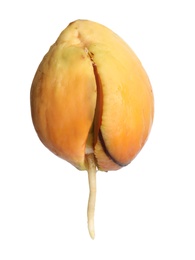 Photo of Avocado pit with root on white background