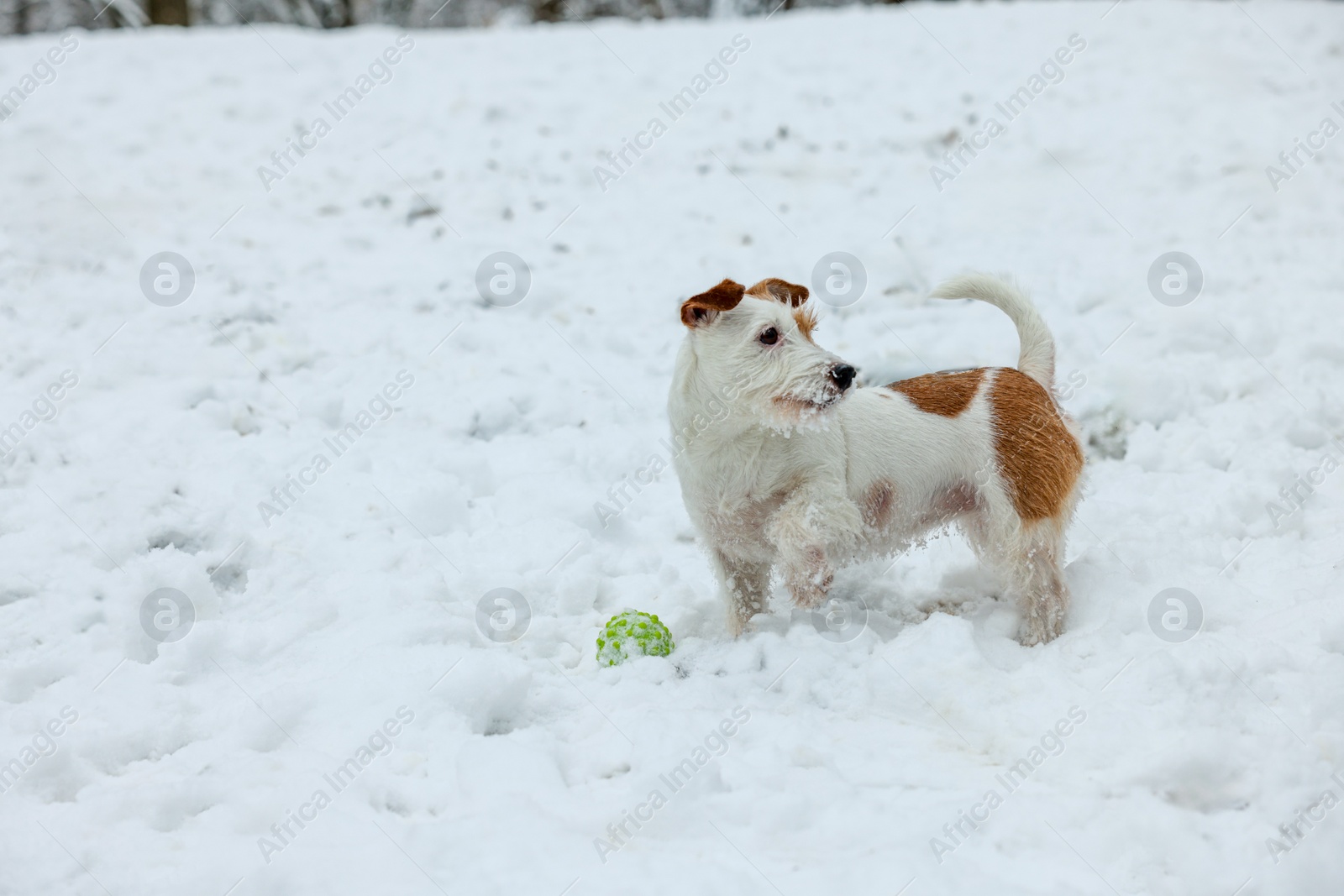 Photo of Cute Jack Russell Terrier playing with toy ball on snow outdoors, space for text