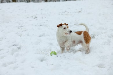 Photo of Cute Jack Russell Terrier playing with toy ball on snow outdoors, space for text