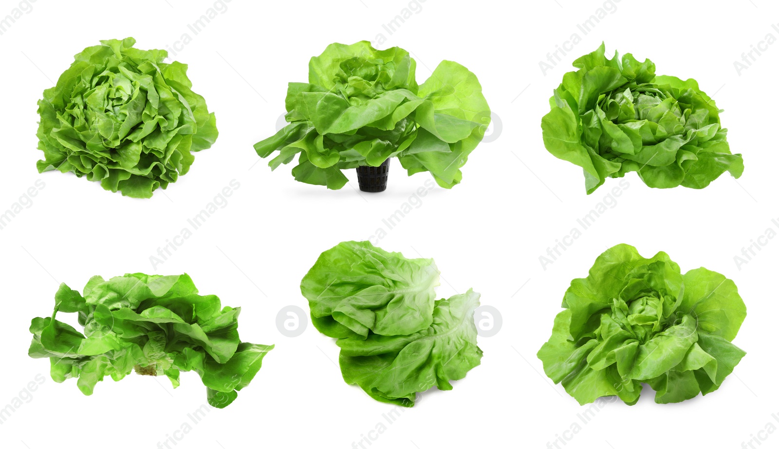 Image of Set of fresh butterhead lettuce on white background, different views