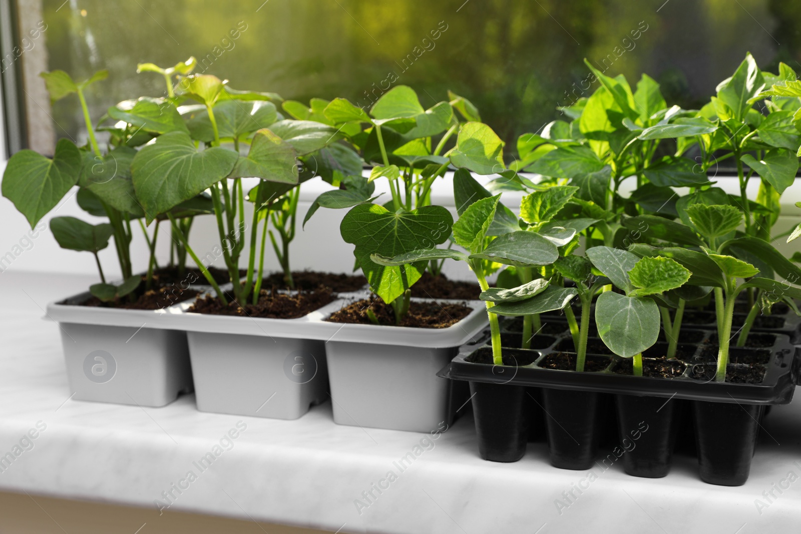 Photo of Seedlings growing in plastic containers with soil on windowsill. Gardening season