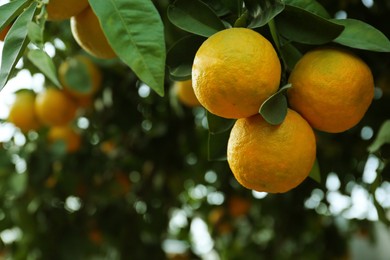 Photo of Fresh ripe oranges growing on tree outdoors, closeup. Space for text