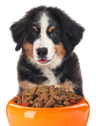 Image of Cute Bernese Mountain dog and feeding bowl on white background