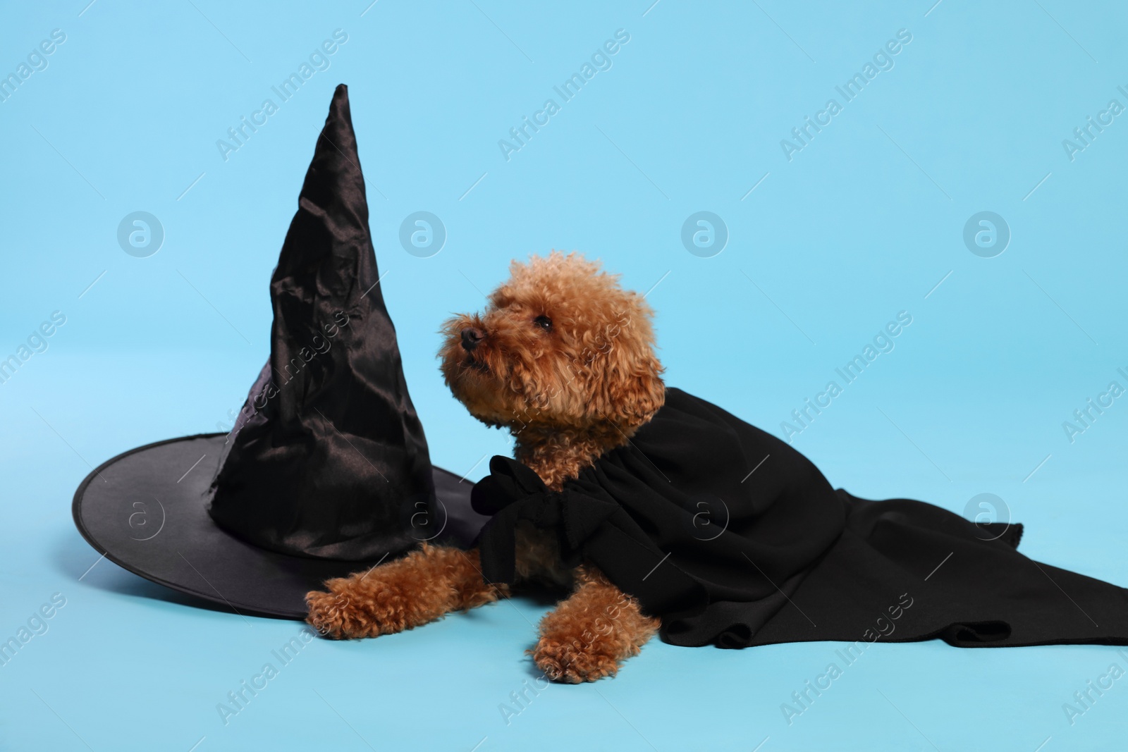 Photo of Cute Maltipoo dog with hat dressed in witch for Halloween celebration against light blue background