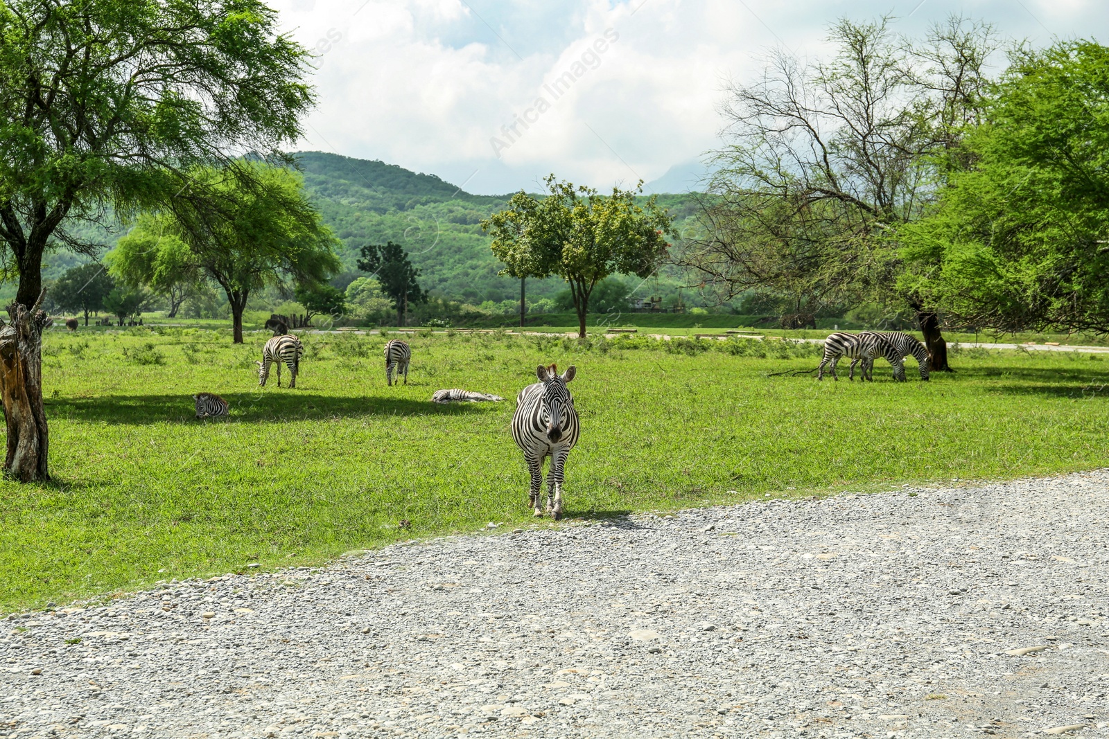 Photo of Beautiful striped African zebras in safari park