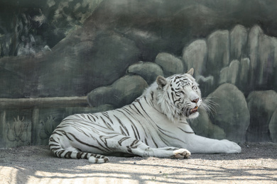 Bengal white tiger in zoo on sunny day