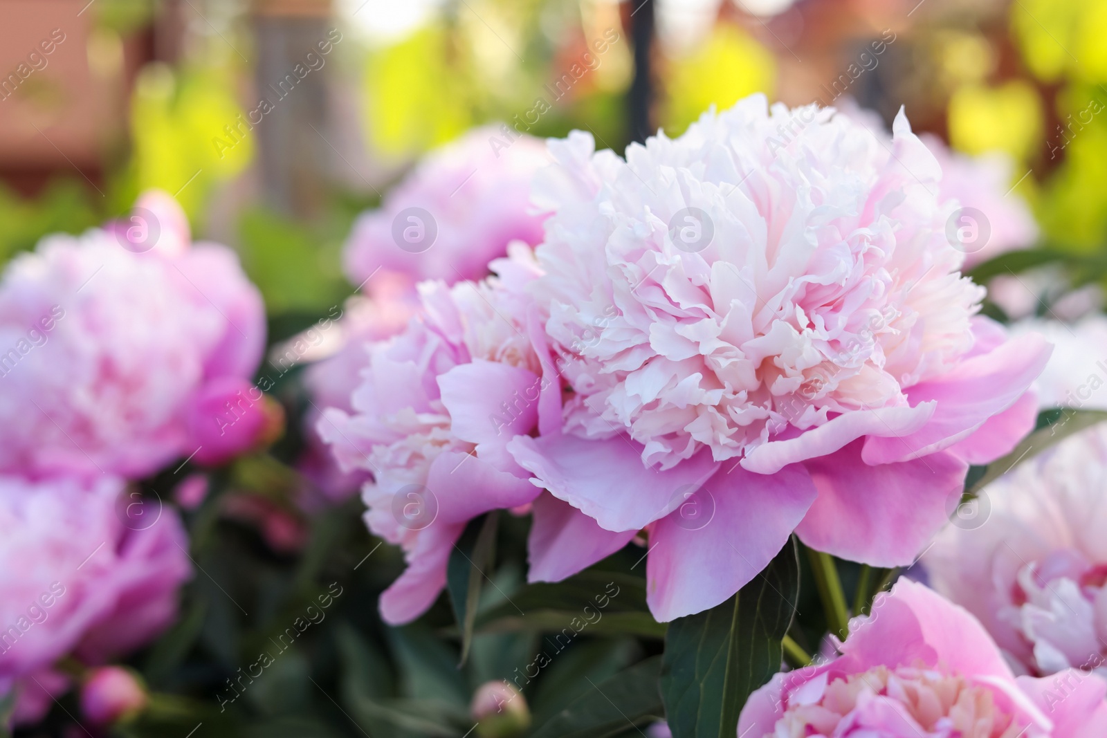 Photo of Blooming peony plant with beautiful pink flowers outdoors, closeup. Space for text