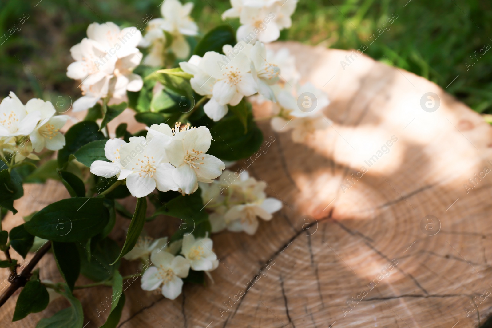 Photo of Branches of beautiful jasmine flowers on wooden stump outdoors. Space for text