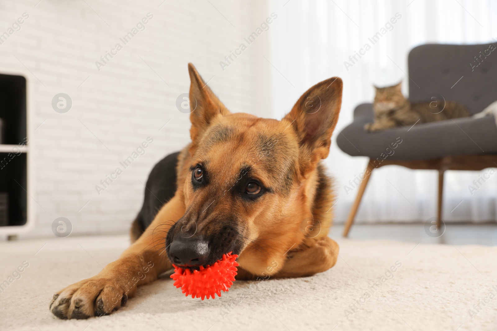 Photo of German shepherd playing with ball on floor in living room