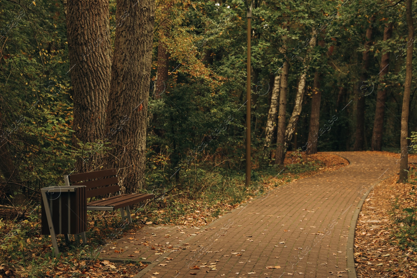 Photo of Many beautiful trees, bench and pathway in autumn park