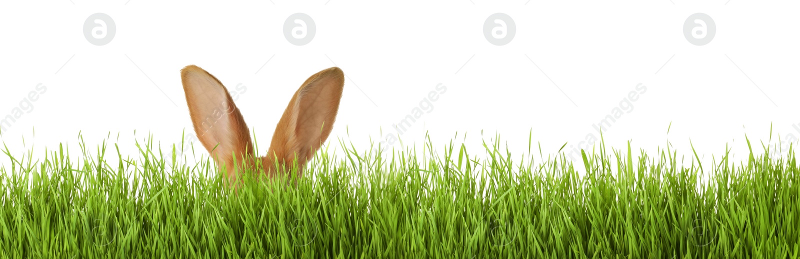 Image of Cute Easter bunny hiding in green grass on white background