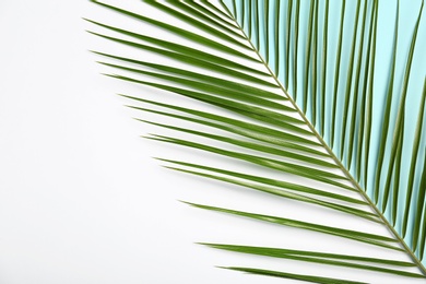 Composition with tropical date palm leaves on white background, top view