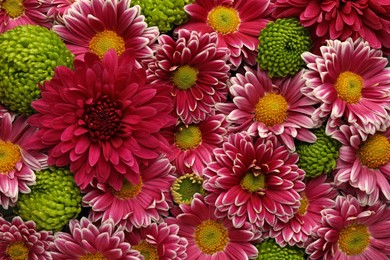 Photo of Many different beautiful chrysanthemums as background, closeup