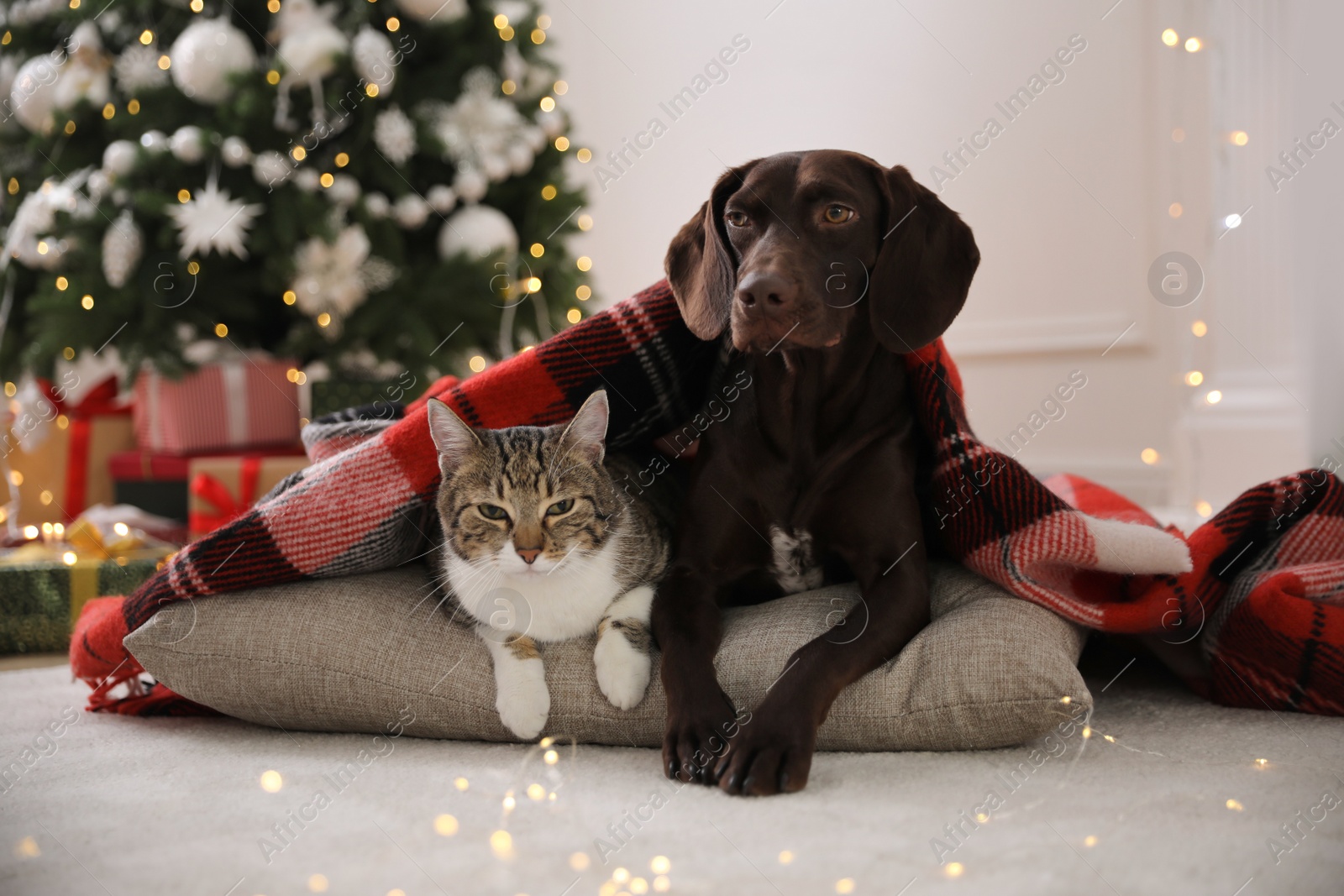 Photo of Cute cat and dog covered with plaid in room decorated for Christmas