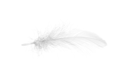 Beautiful fluffy bird feather isolated on white