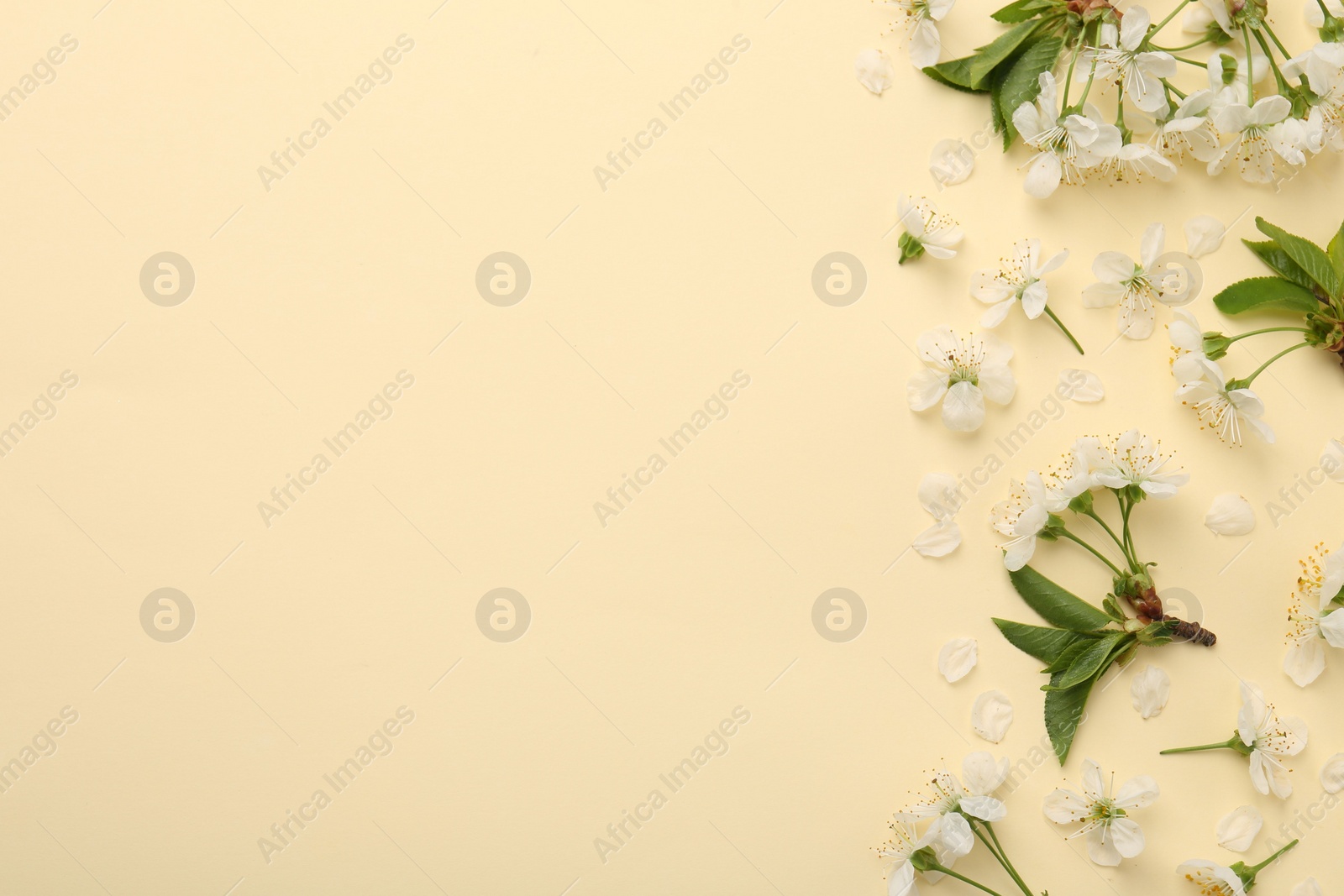 Photo of Beautiful spring tree blossoms and petals on beige background, flat lay. Space for text