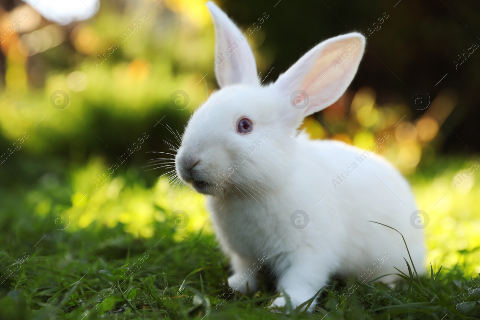 Photo of Cute white rabbit on green grass outdoors