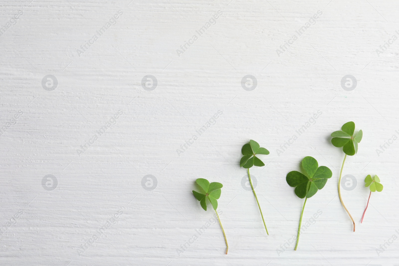 Photo of Clover leaves on white wooden table, flat lay with space for text. St. Patrick's Day symbol