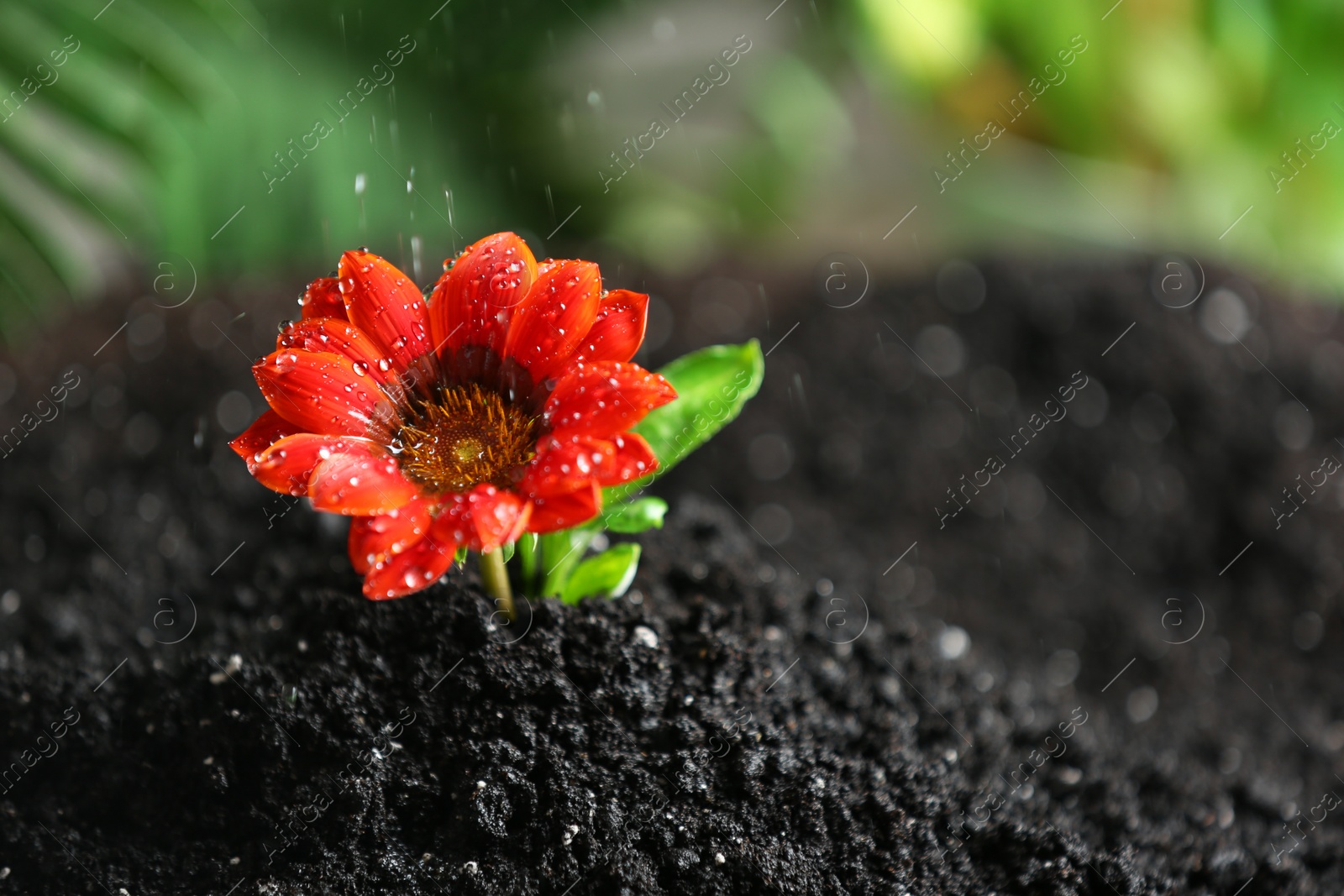 Photo of Fresh flower in fertile soil under rain, space for text