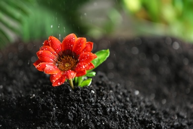 Photo of Fresh flower in fertile soil under rain, space for text