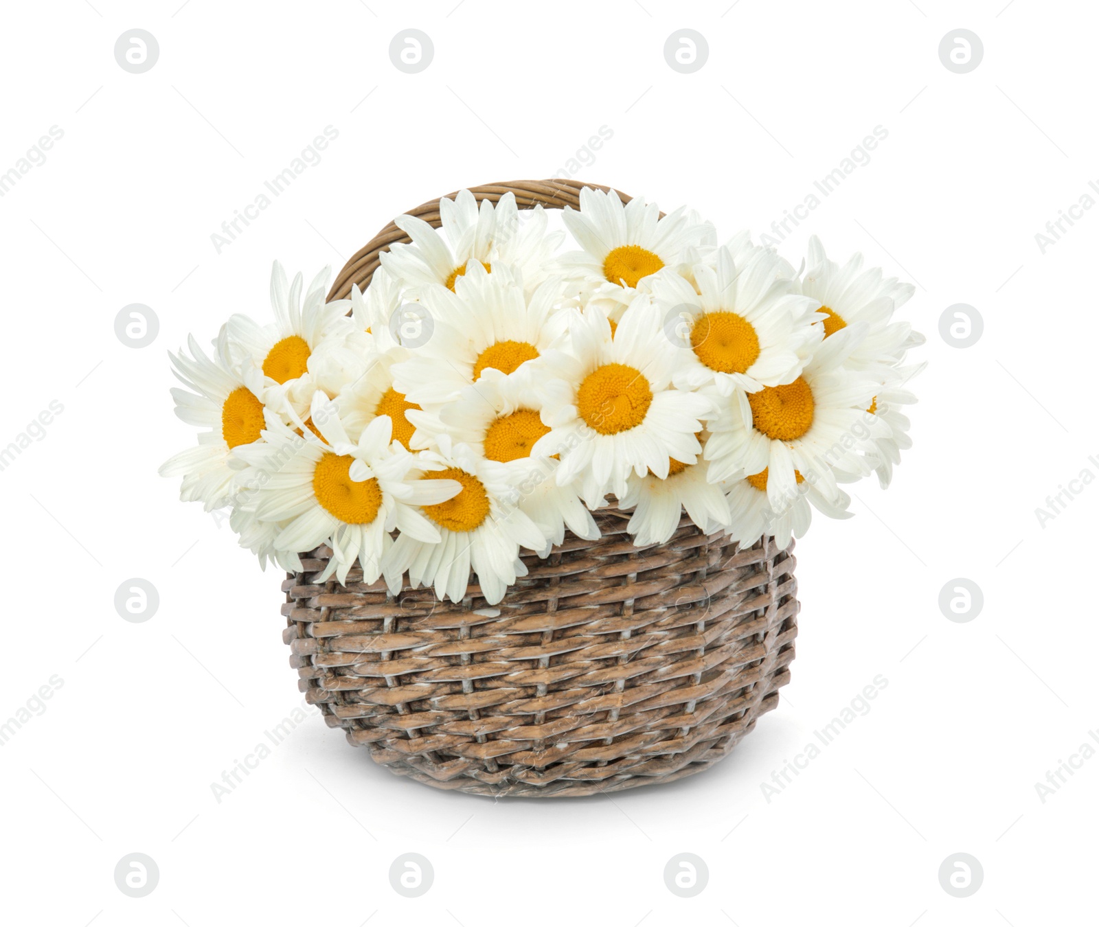 Photo of Wicker basket with beautiful chamomile flowers on white background