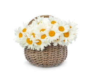 Wicker basket with beautiful chamomile flowers on white background