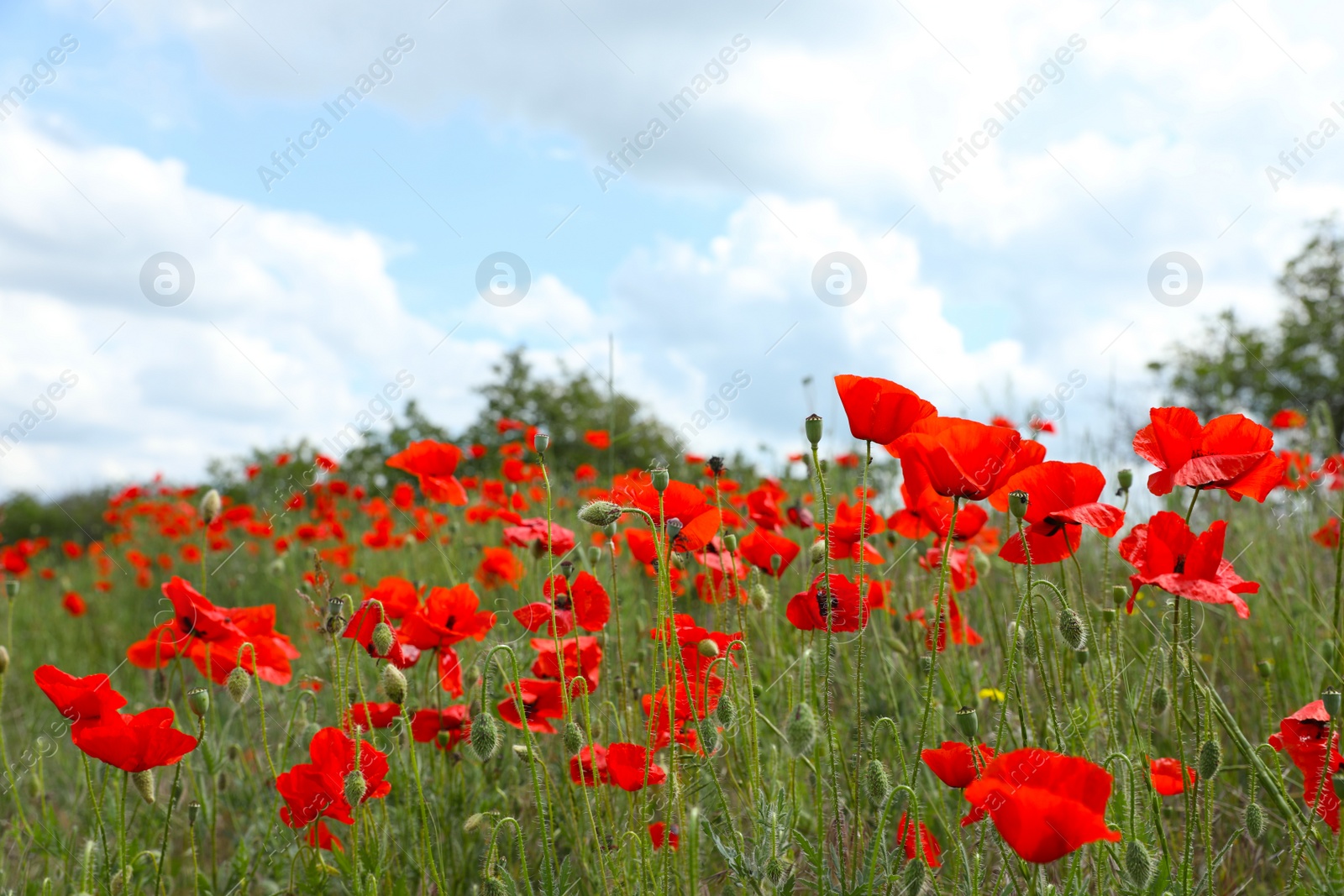 Photo of Beautiful red poppy flowers growing in field