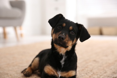 Photo of Cute little black puppy on floor indoors