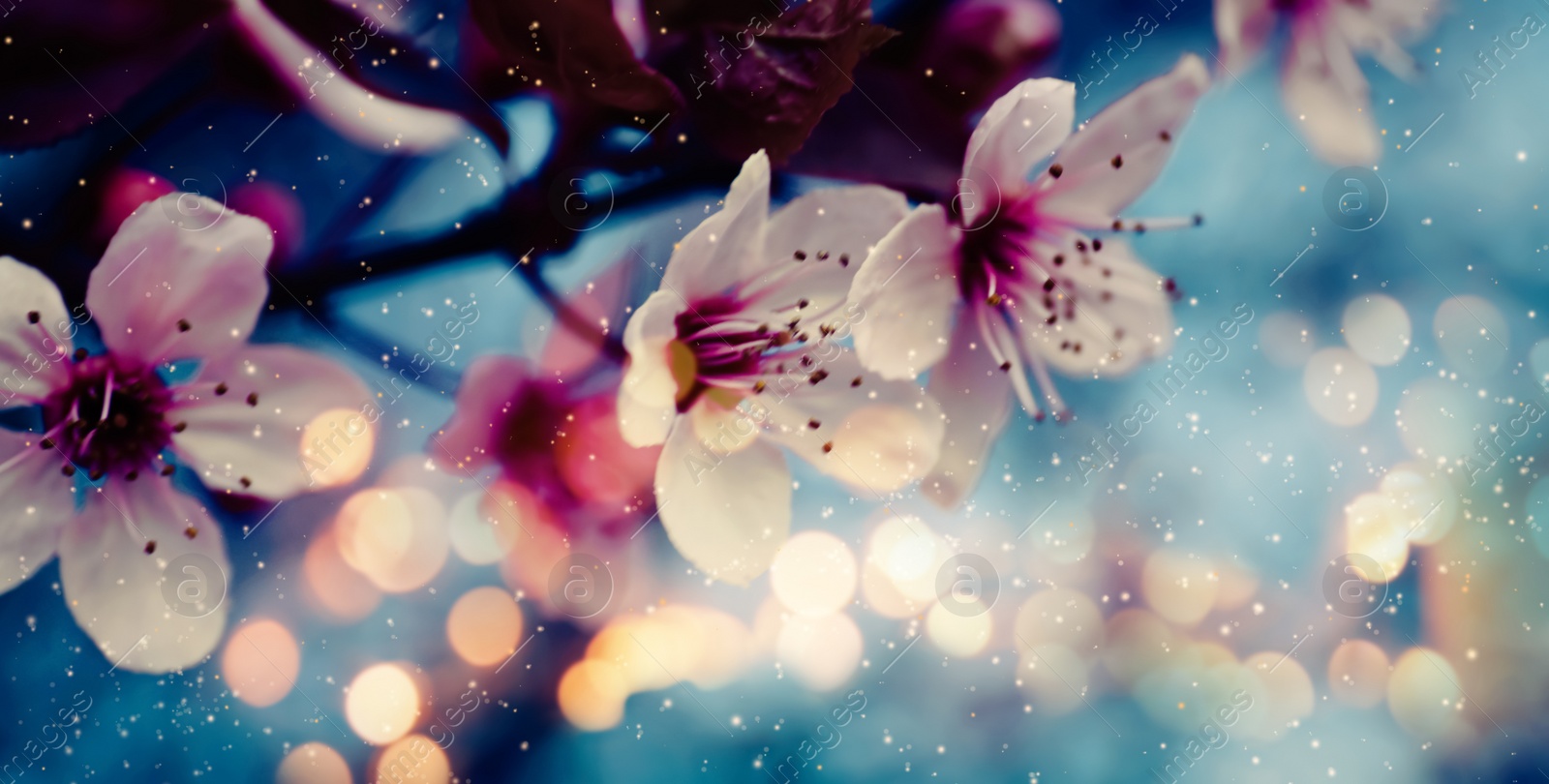 Image of Closeup view of blossoming tree outdoors on spring day, banner design