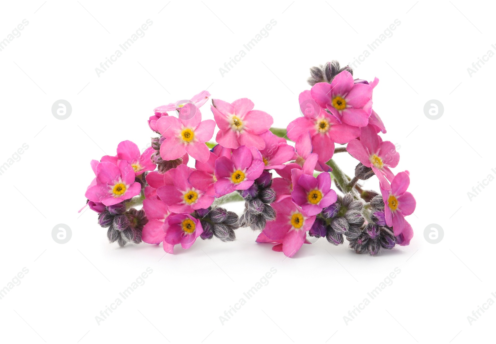 Photo of Beautiful pink Forget-me-not flowers isolated on white