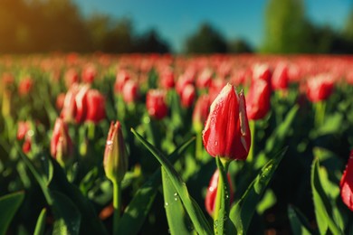 Blossoming tulips with dew drops in field on spring day. Space for text