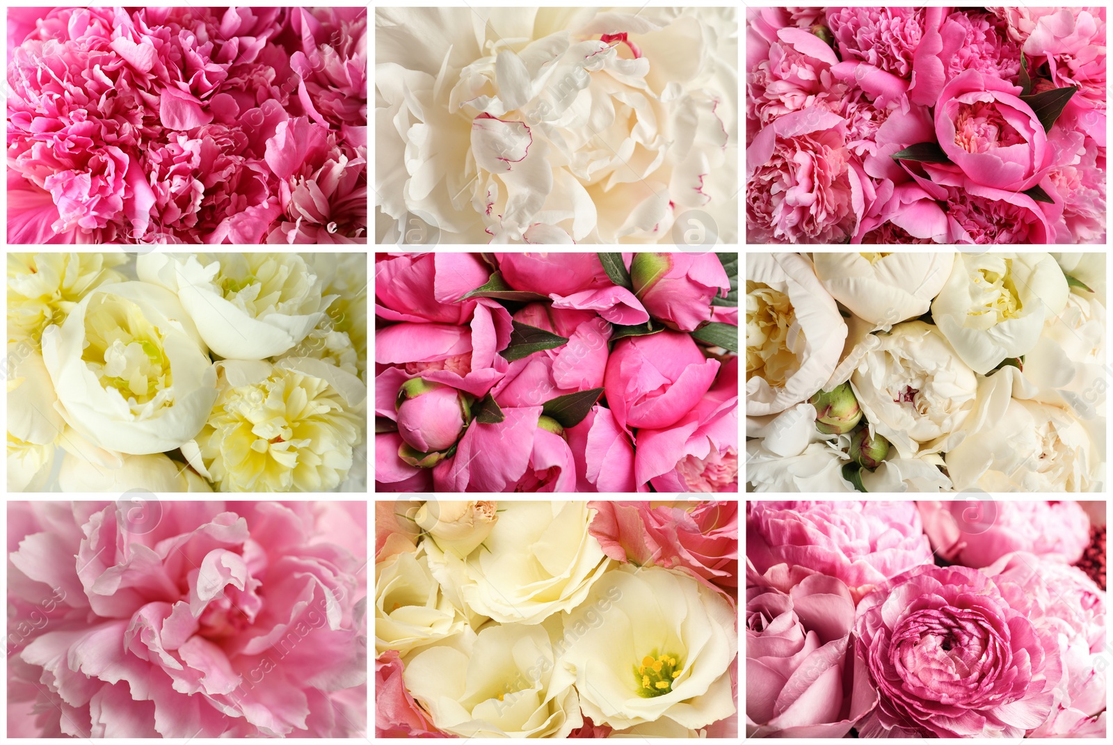 Image of Collage with photos of beautiful fresh flowers 