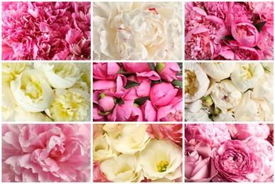 Image of Collage with photos of beautiful fresh flowers 