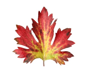 Photo of Beautiful leaf isolated on white. Autumn season