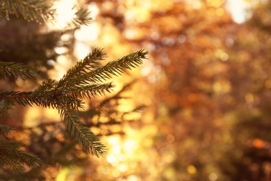 Fir tree boughs and blurred autumn forest on background. Space for text