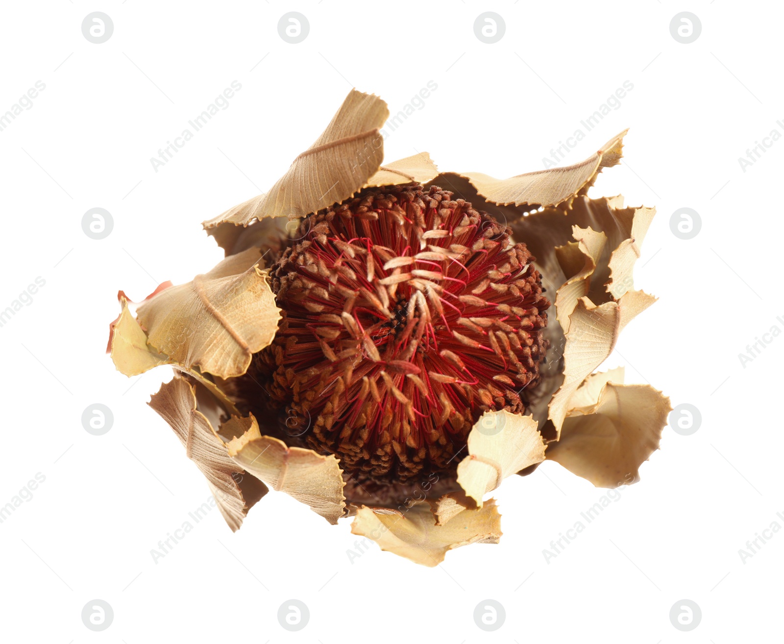 Photo of Beautiful dry banksia flower isolated on white, top view