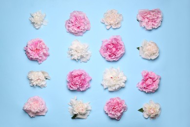 Flat lay composition with beautiful peony flowers on light blue background