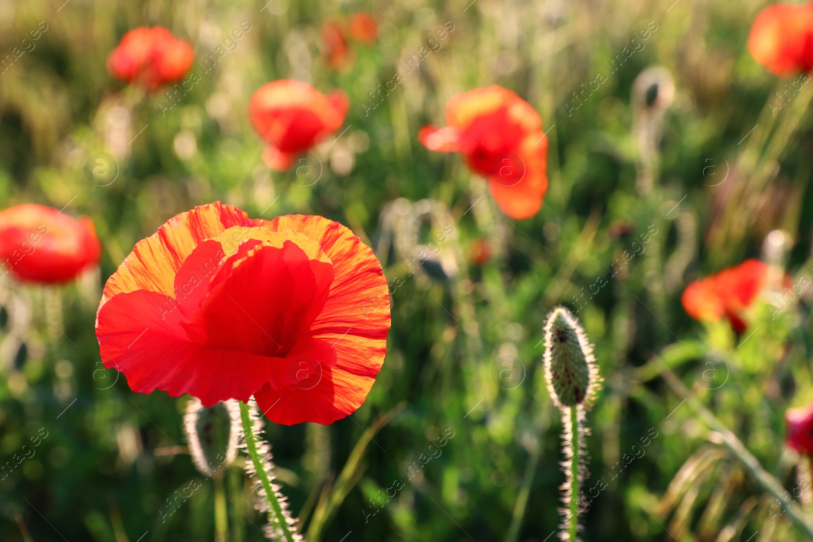 Photo of Beautiful blooming red poppy flower in field on sunny day. Space for text