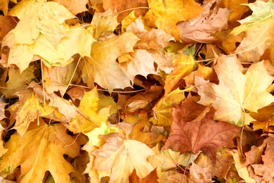 Photo of Pile of beautiful autumn leaves as background, top view