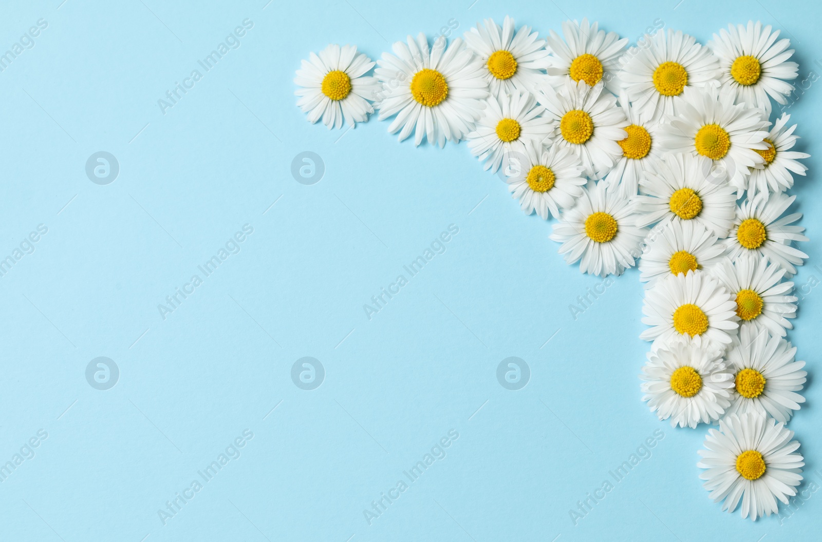 Photo of Many beautiful daisy flowers on light blue background, flat lay. Space for text