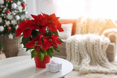 Photo of Beautiful poinsettia and gift box on white table indoors, space for text. Traditional Christmas flower
