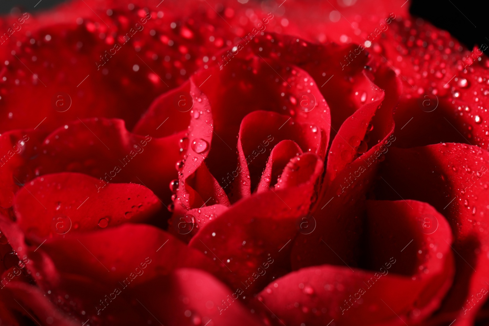 Photo of Closeup view of beautiful blooming rose with dew drops