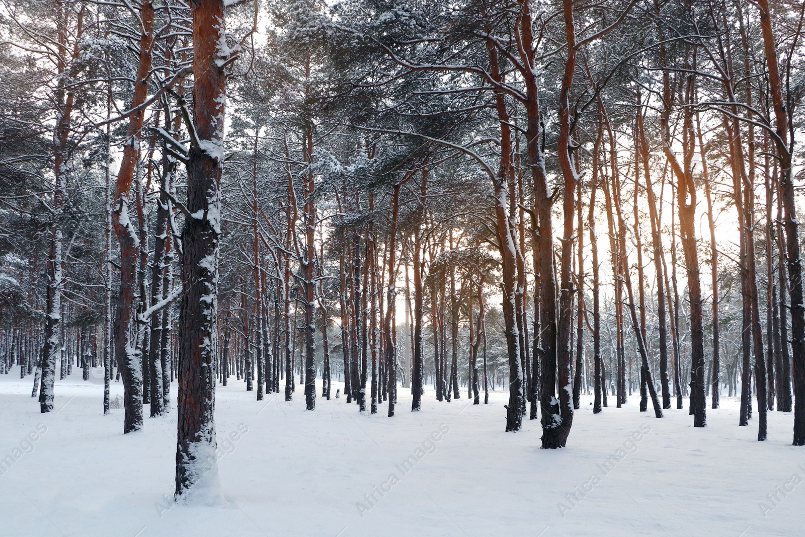 Photo of Picturesque view of beautiful snowy forest in winter morning