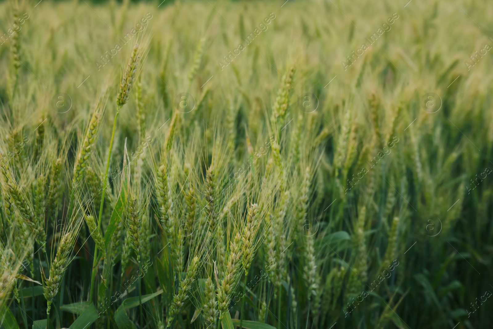 Photo of Beautiful view of field with ripening wheat, closeup
