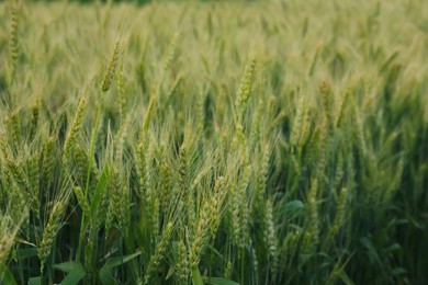 Photo of Beautiful view of field with ripening wheat, closeup