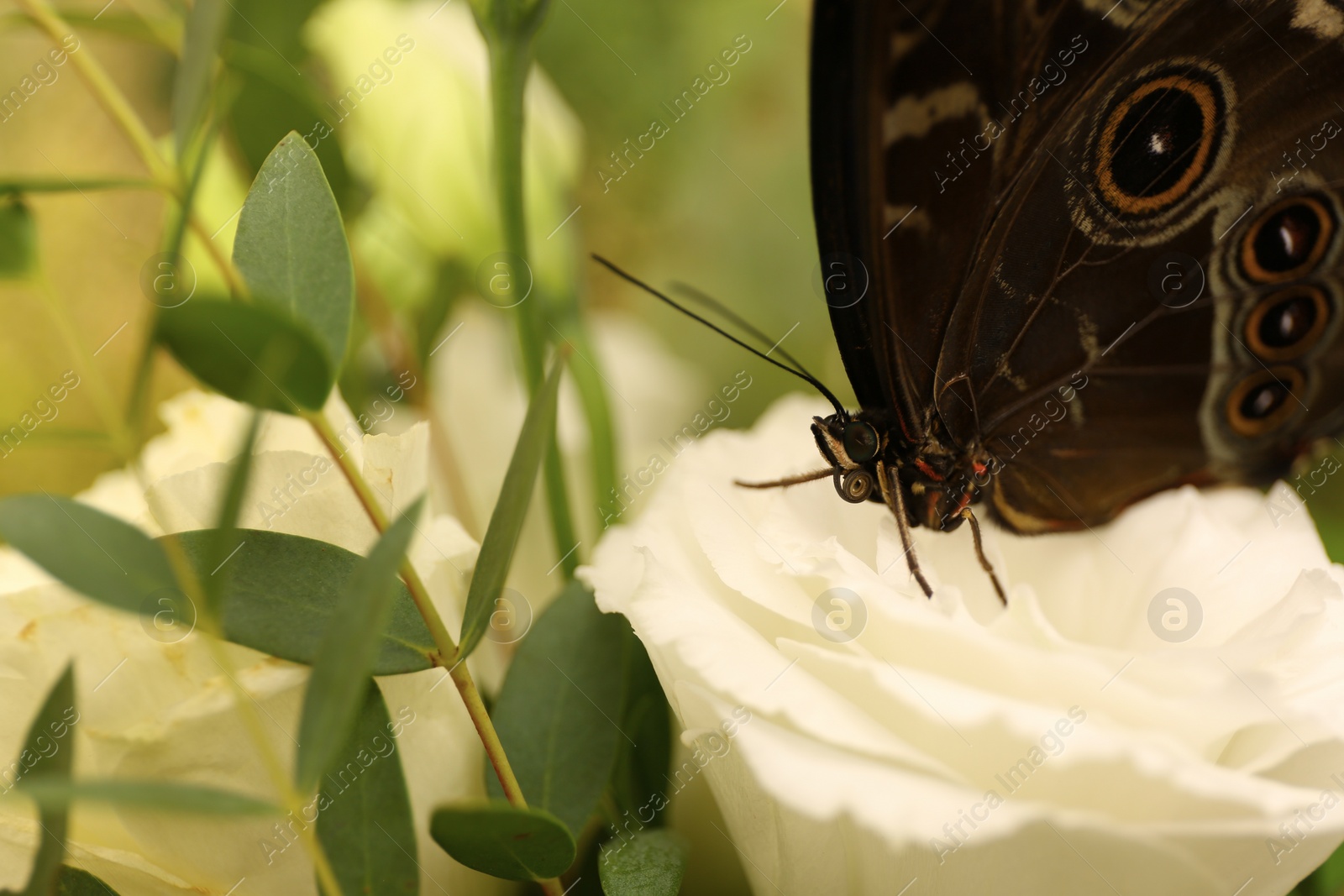 Photo of Beautiful Blue Morpho butterfly on eustoma flower outdoors, closeup